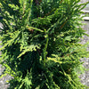 Green Screen® Arborvitae Tree