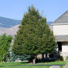 Greenspire® Linden Tree
