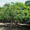 Ruby Supreme Guava Tree