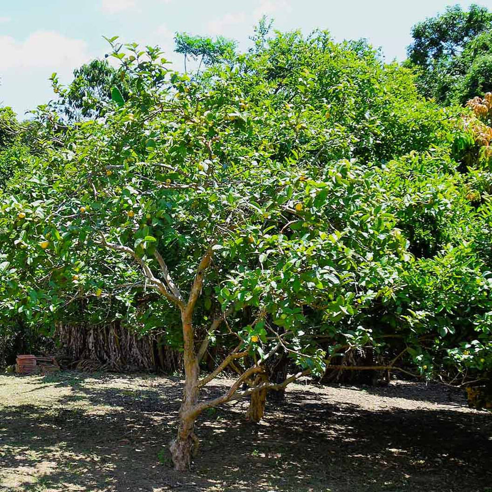 Ruby Supreme Guava Tree