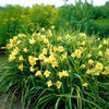 Happy Returns Daylily