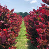 Hearts A'Fire™ Redbud Tree