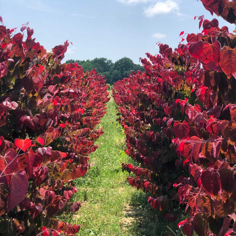 Hearts A'Fire™ Redbud Tree