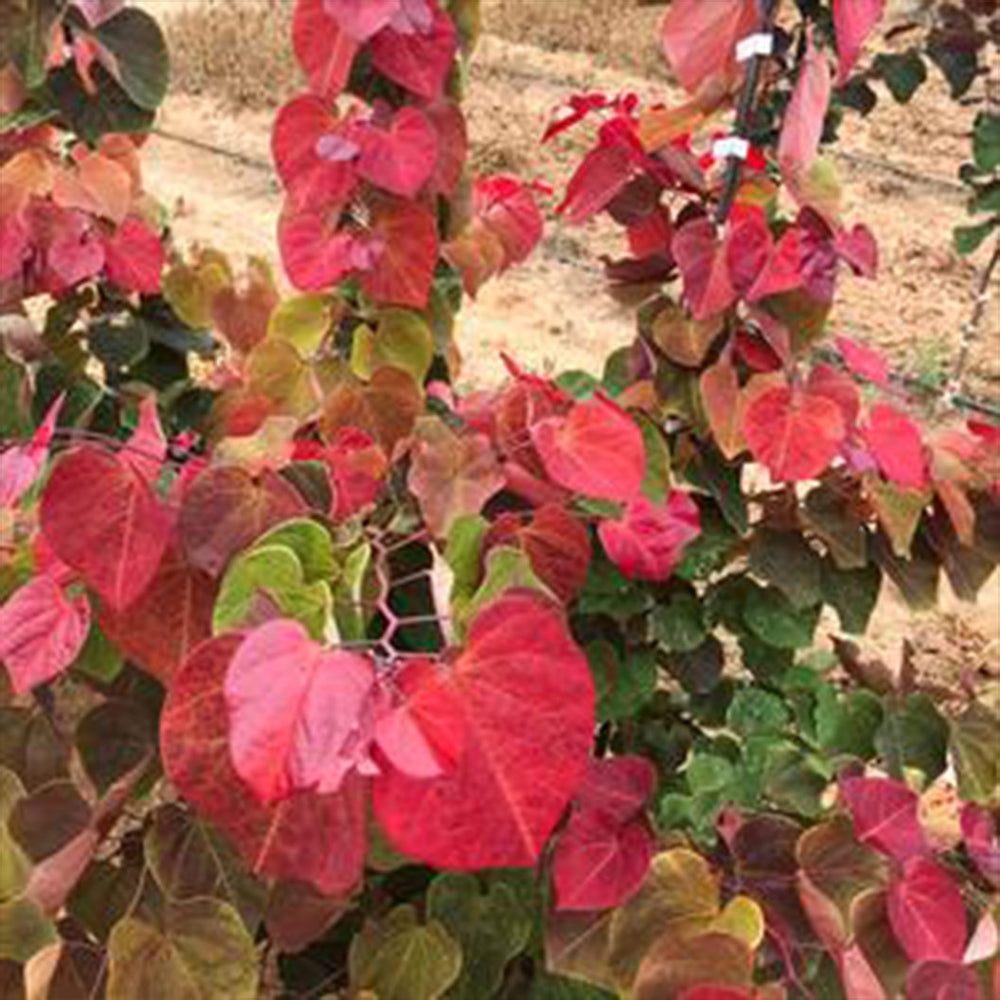 Hearts A'Fire™ Redbud Tree