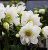 Winter Jewels® Sparkling Diamond Lenten Rose Plant