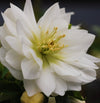 Winter Jewels® Sparkling Diamond Lenten Rose Plant
