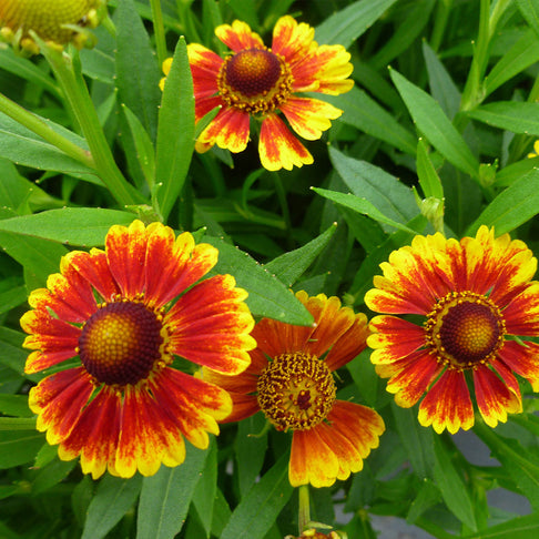 Salud™ Embers Sneezeweed Plant