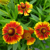 Salud™ Embers Sneezeweed Plant