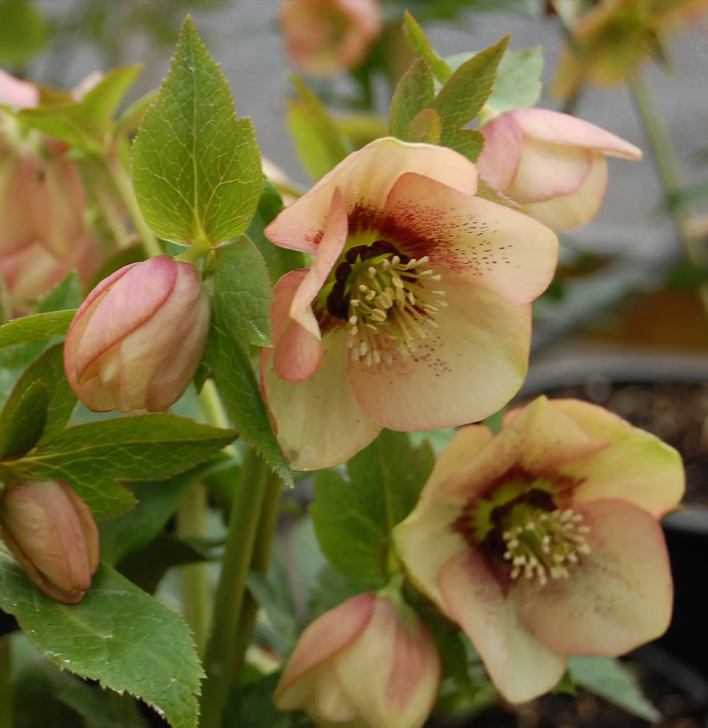 Winter Jewels® Apricot Blush Lenten Rose Plant