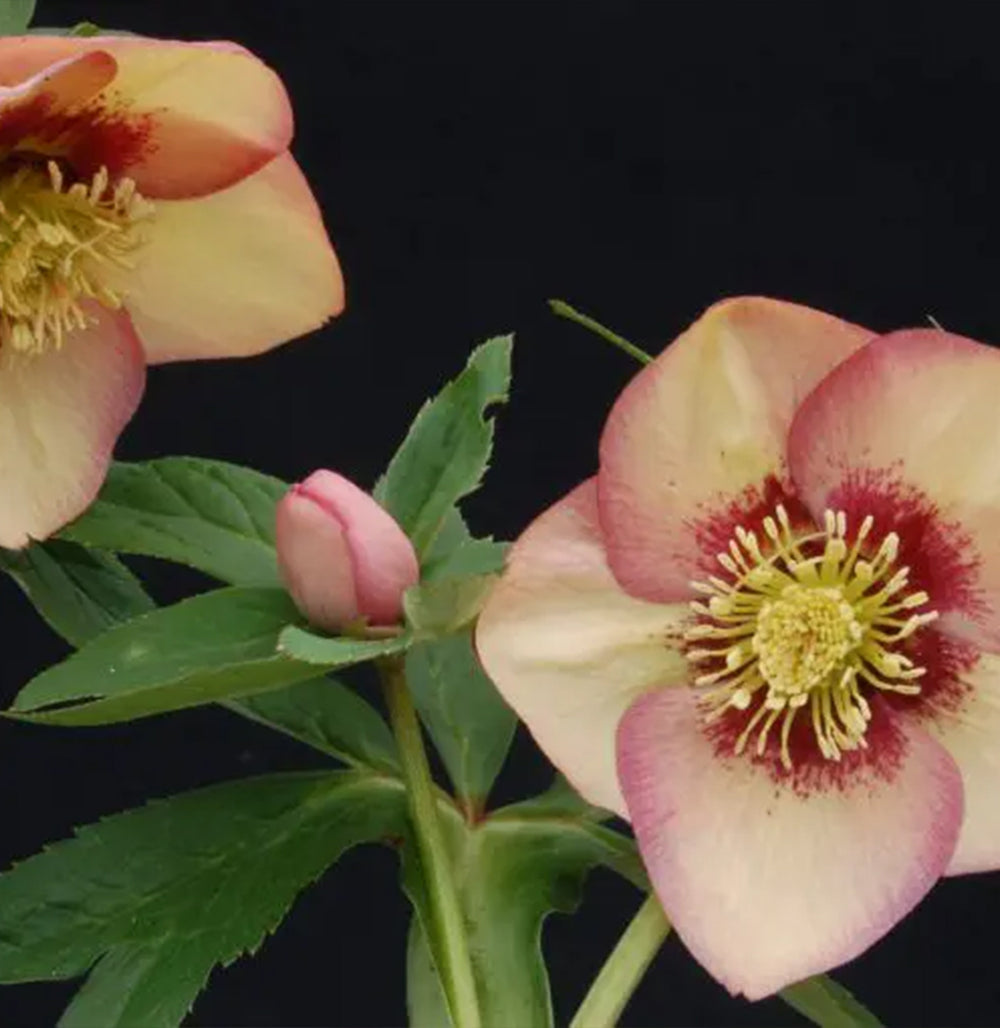 Winter Jewels® Apricot Blush Lenten Rose Plant