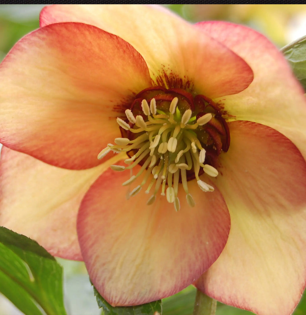 Winter Jewels® Apricot Blush Lenten Rose Plant