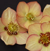 Winter Jewels® Apricot Blush Lenten Rose Plant