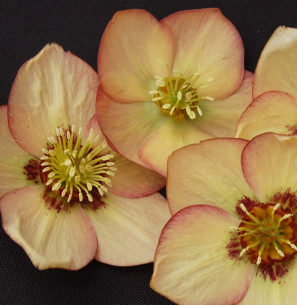 Winter Jewels® Apricot Blush Lenten Rose Plant