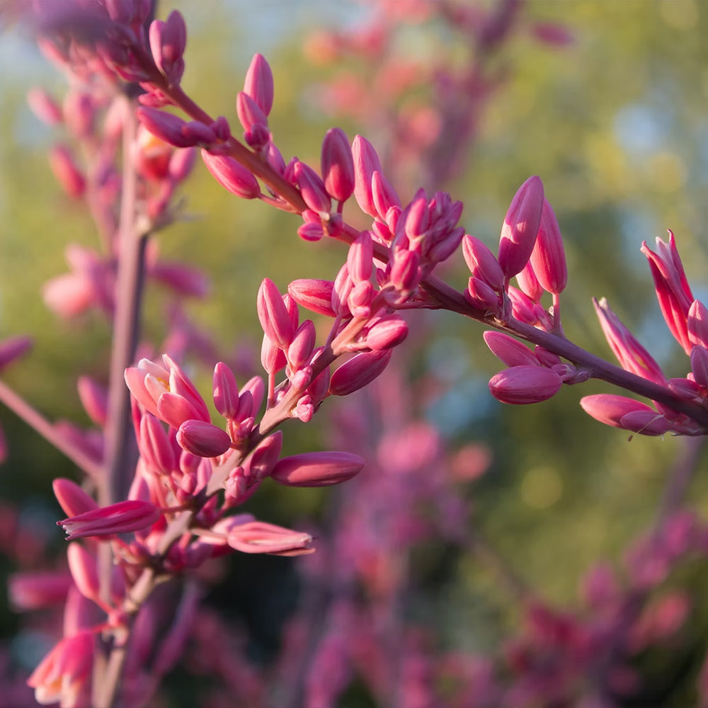 Red Yucca Little Giant