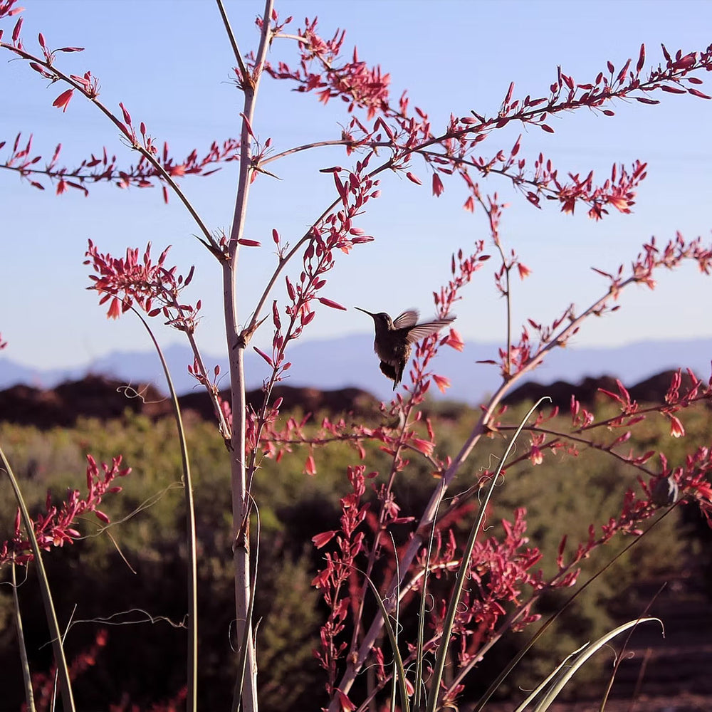 Red Yucca Little Giant