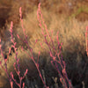Red Yucca Little Giant