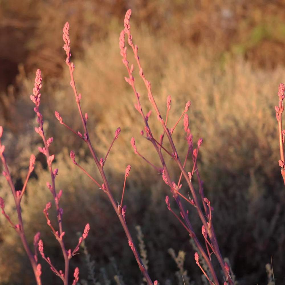 Red Yucca Little Giant