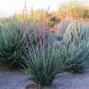 Red Yucca Little Giant