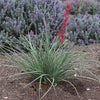 Dwarf Red Yucca Stoplights