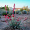 Dwarf Red Yucca Stoplights