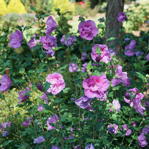 Proven Winners® Dark Lavender Chiffon® Rose of Sharon Althea