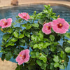 Proven Winners® America's Sweetheart™ Hollywood Hibiscus® Plant