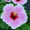 Proven Winners® America's Sweetheart™ Hollywood Hibiscus® Plant