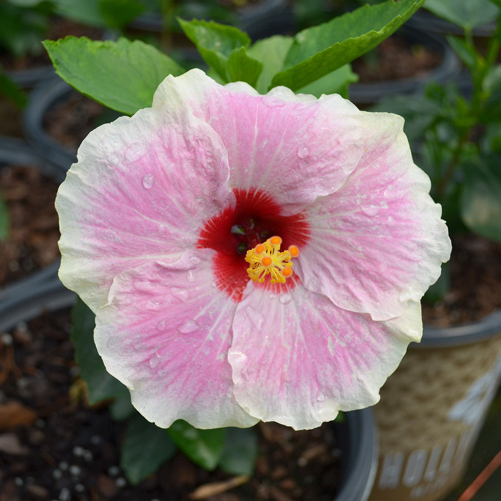 Proven Winners® America's Sweetheart™ Hollywood Hibiscus® Plant