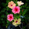 Multi Color Hibiscus Bush