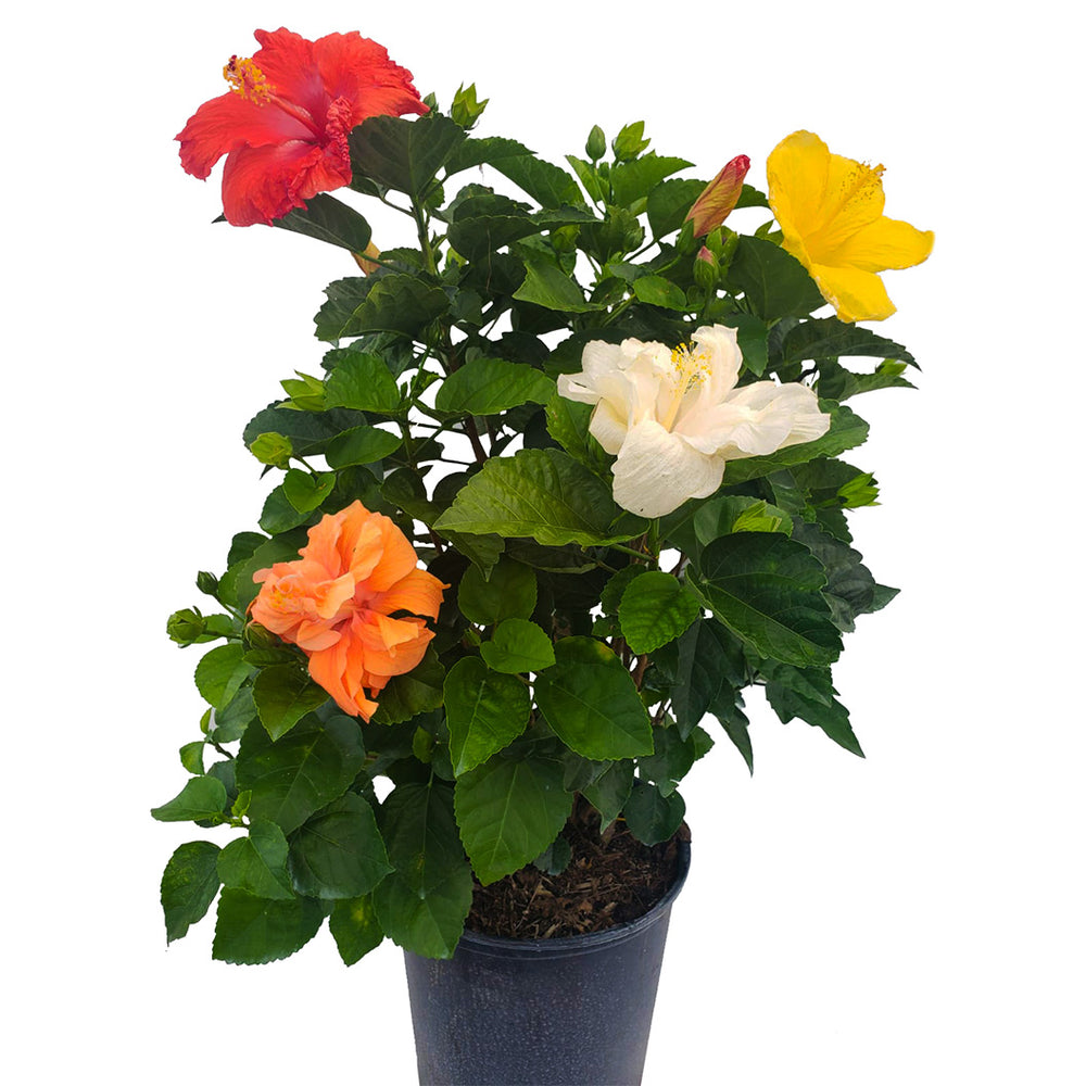 Multi Color Hibiscus Bush