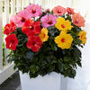 Multi Color Hibiscus Bush