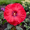 Summerific® ‘Valentine’s Crush’ Hibiscus