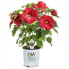 Summerific® ‘Valentine’s Crush’ Hibiscus
