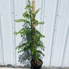 Soleil Yellow Hog Plum Tree
