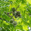 Soleil Yellow Hog Plum Tree