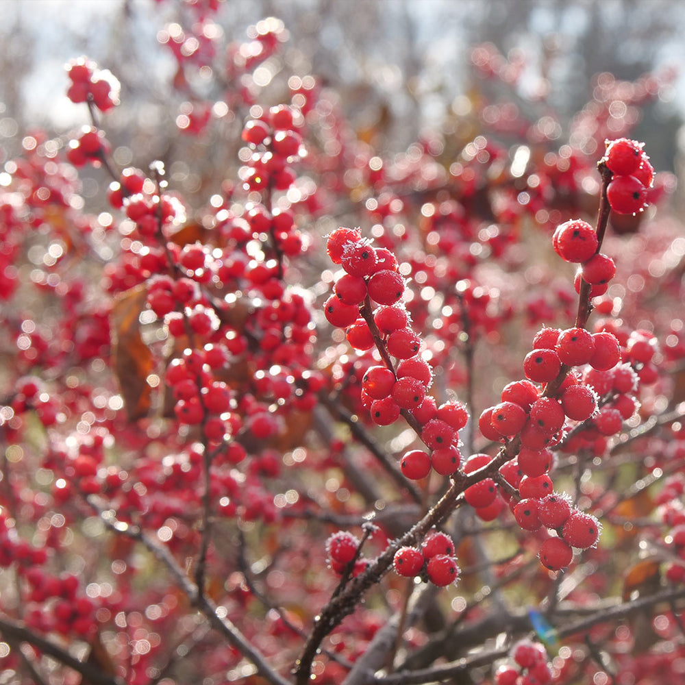 Proven Winners® Berry Heavy Winterberry Holly Shrub