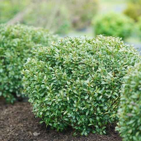 Proven Winners® Strongbox Inkberry Holly Shrub
