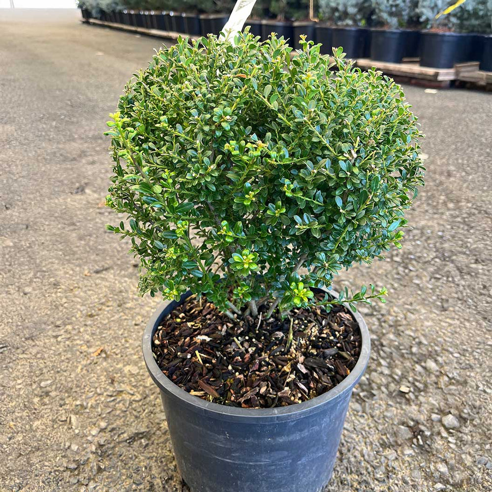 Lucky Marble® Japanese Holly Shrub