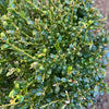 Lucky Marble® Japanese Holly Shrub