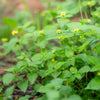 Horseherb Plant
