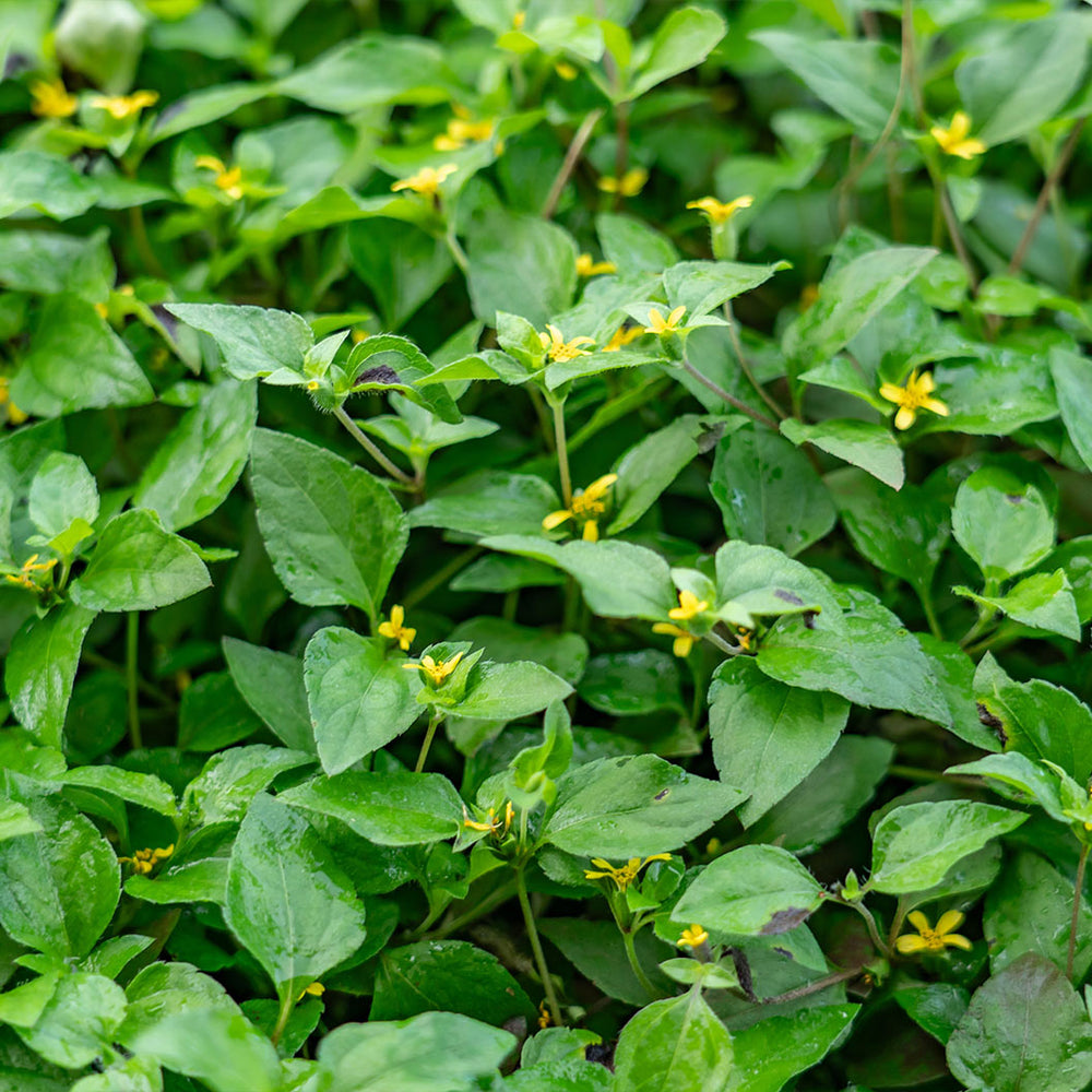 Horseherb Plant