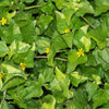 Horseherb Plant