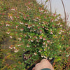 Evergreen Huckleberry Shrub