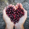 Red Huckleberry Shrub