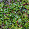 Evergreen Huckleberry Shrub