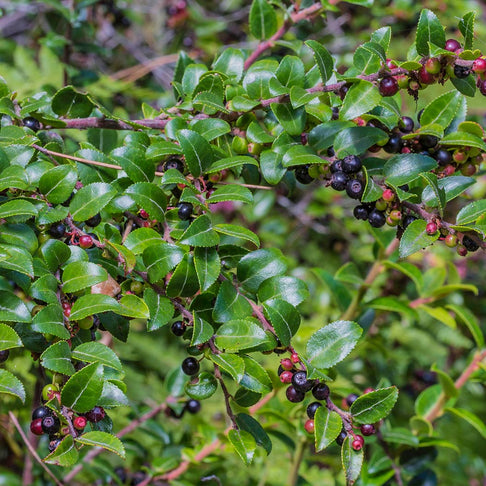 Evergreen Huckleberry Shrub
