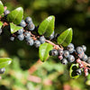 Evergreen Huckleberry Shrub