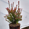 Evergreen Huckleberry Shrub