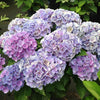 Hydrangea Magical® 'Amethyst' Shrub
