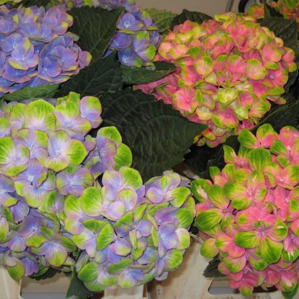 Hydrangea Magical® 'Amethyst' Shrub